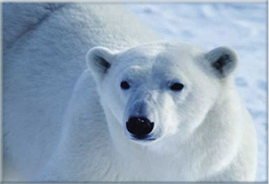 Kutup Ayılarının Rengi Neden Beyazdır?