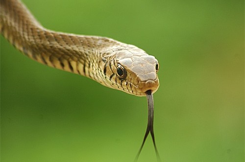 Yılanlar Dillerini Neden Hep Dışarda Tutarlar?